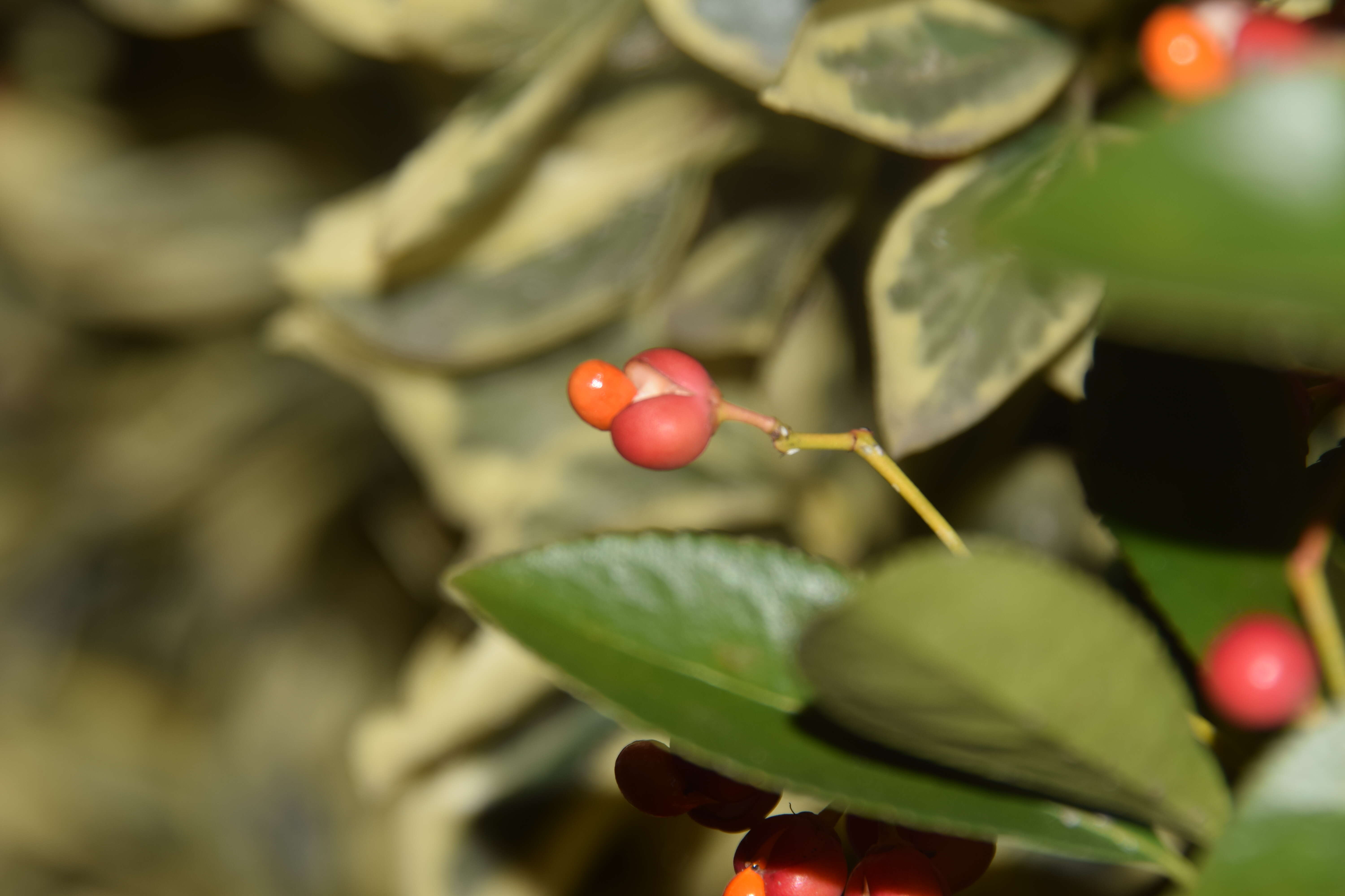 Plancia ëd Euonymus japonicus Thunb.