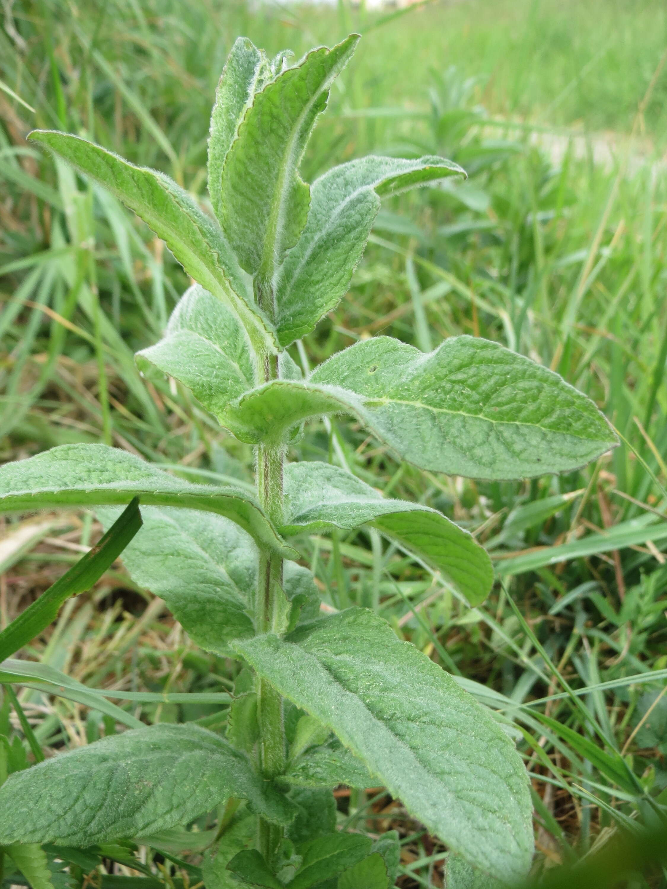 Image of Horse Mint