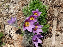 Image of European pasqueflower