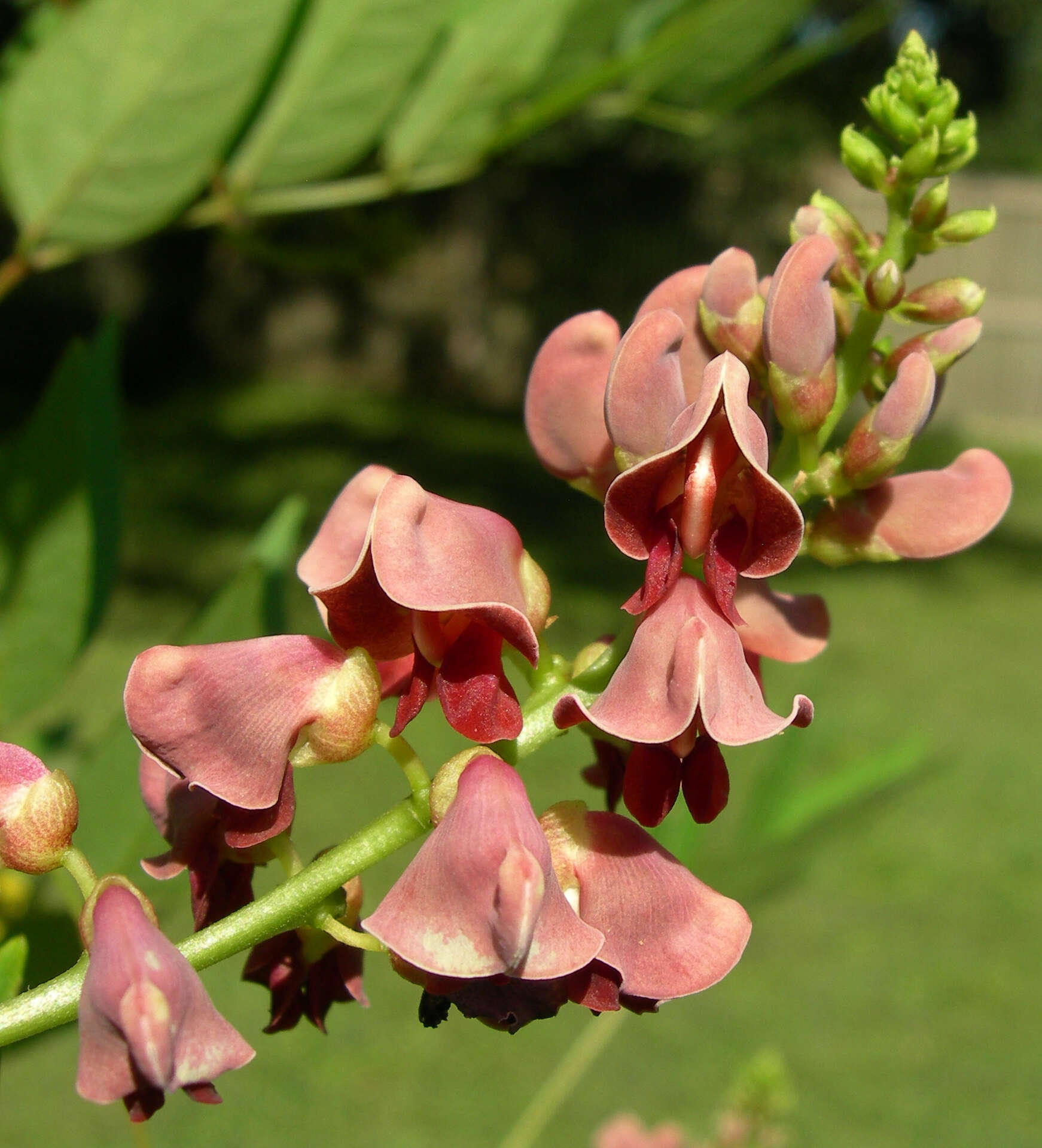 Image of groundnut