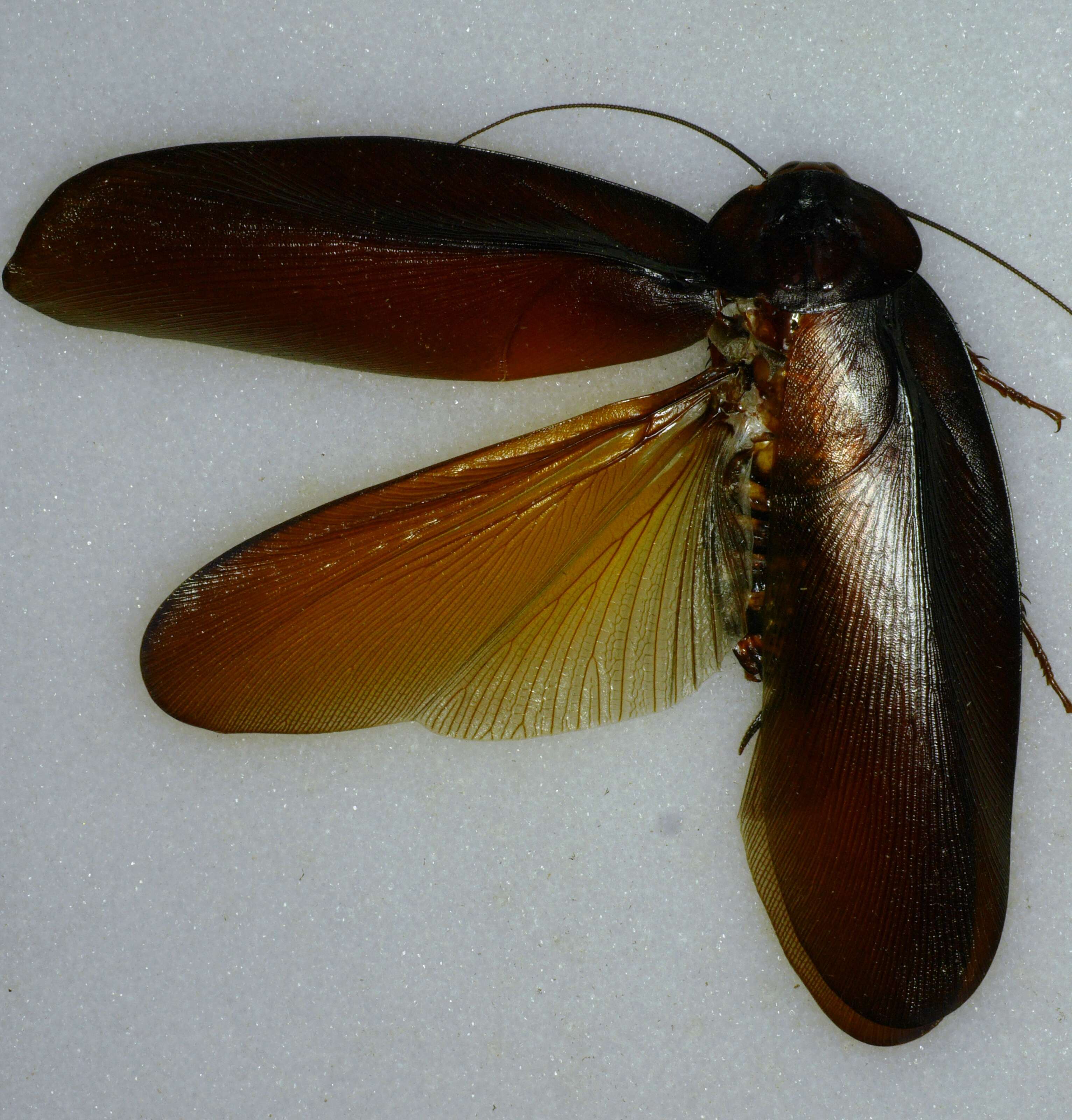Image of Megaloblatta longipennis (Walker & F. 1868)
