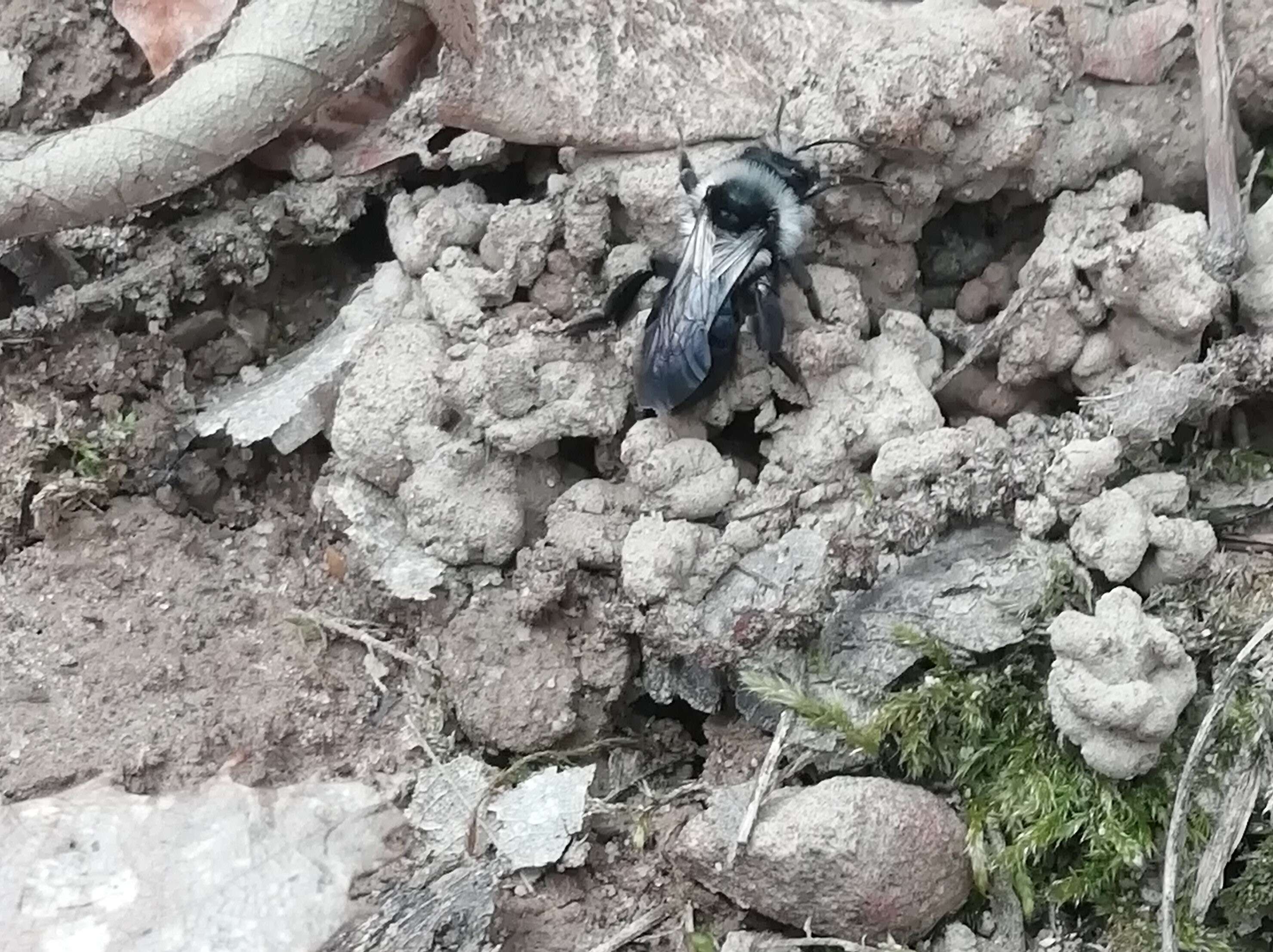 Image de Andrena cineraria (Linnaeus 1758)