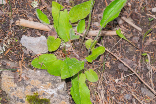 Image of few-leaved hawkweed