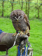 Image of Chaco Owl