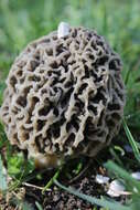 Imagem de Morchella esculenta (L.) Pers. 1801