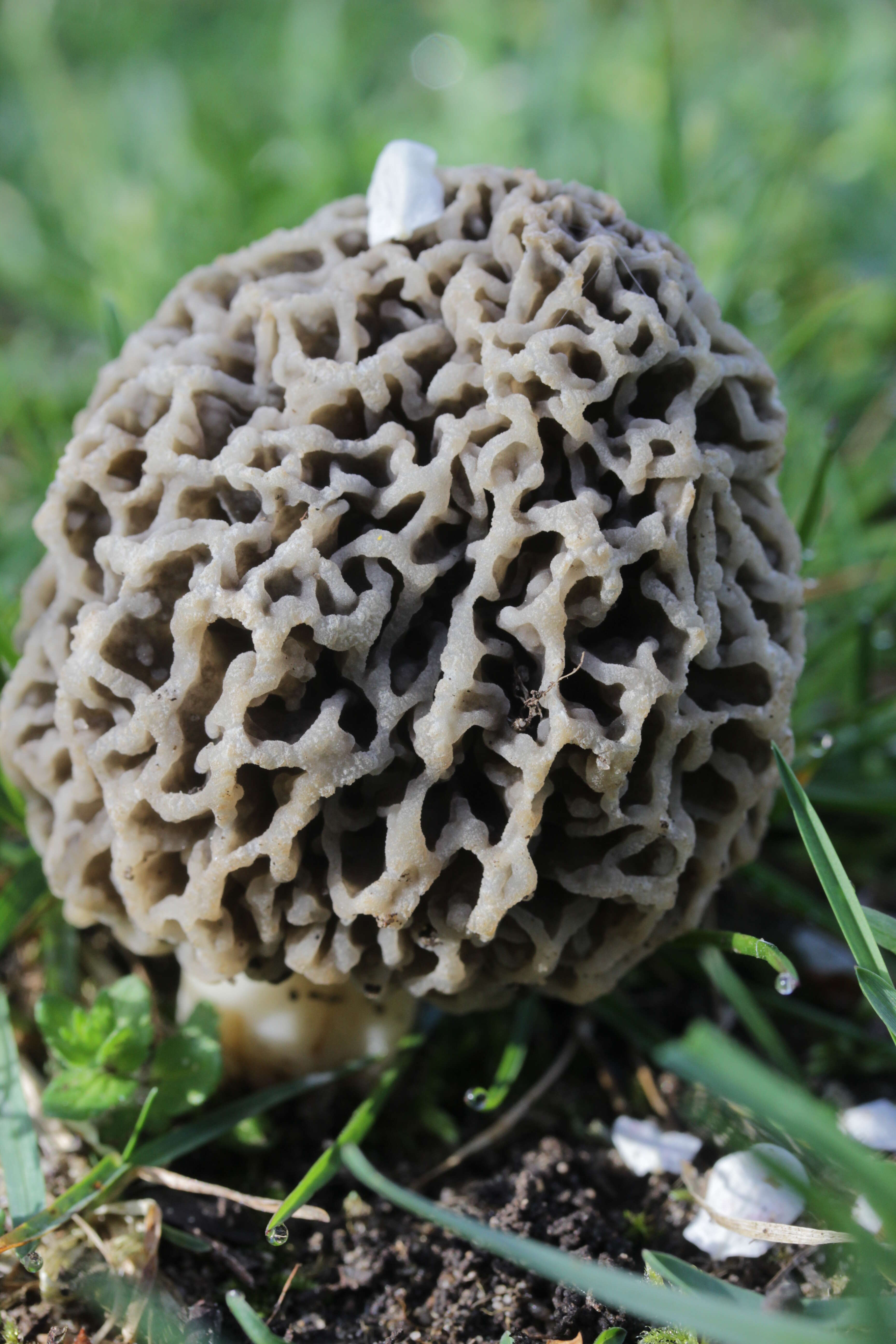 Image of Yellow Morel