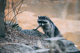 Image of raccoons