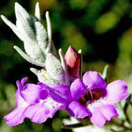 صورة Eremophila foliosissima Kränzl.