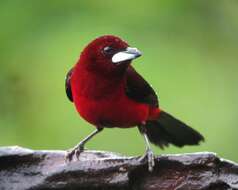 Image of Crimson-backed Tanager