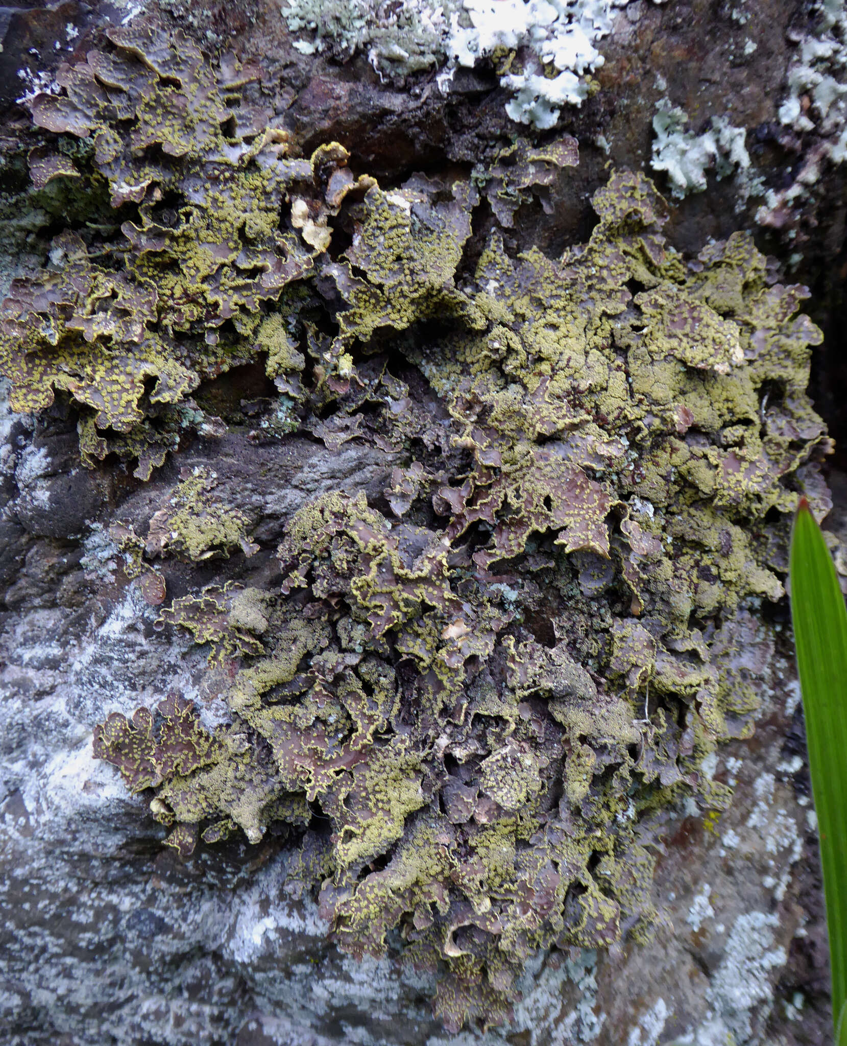 Image of Yellow specklebelly lichen