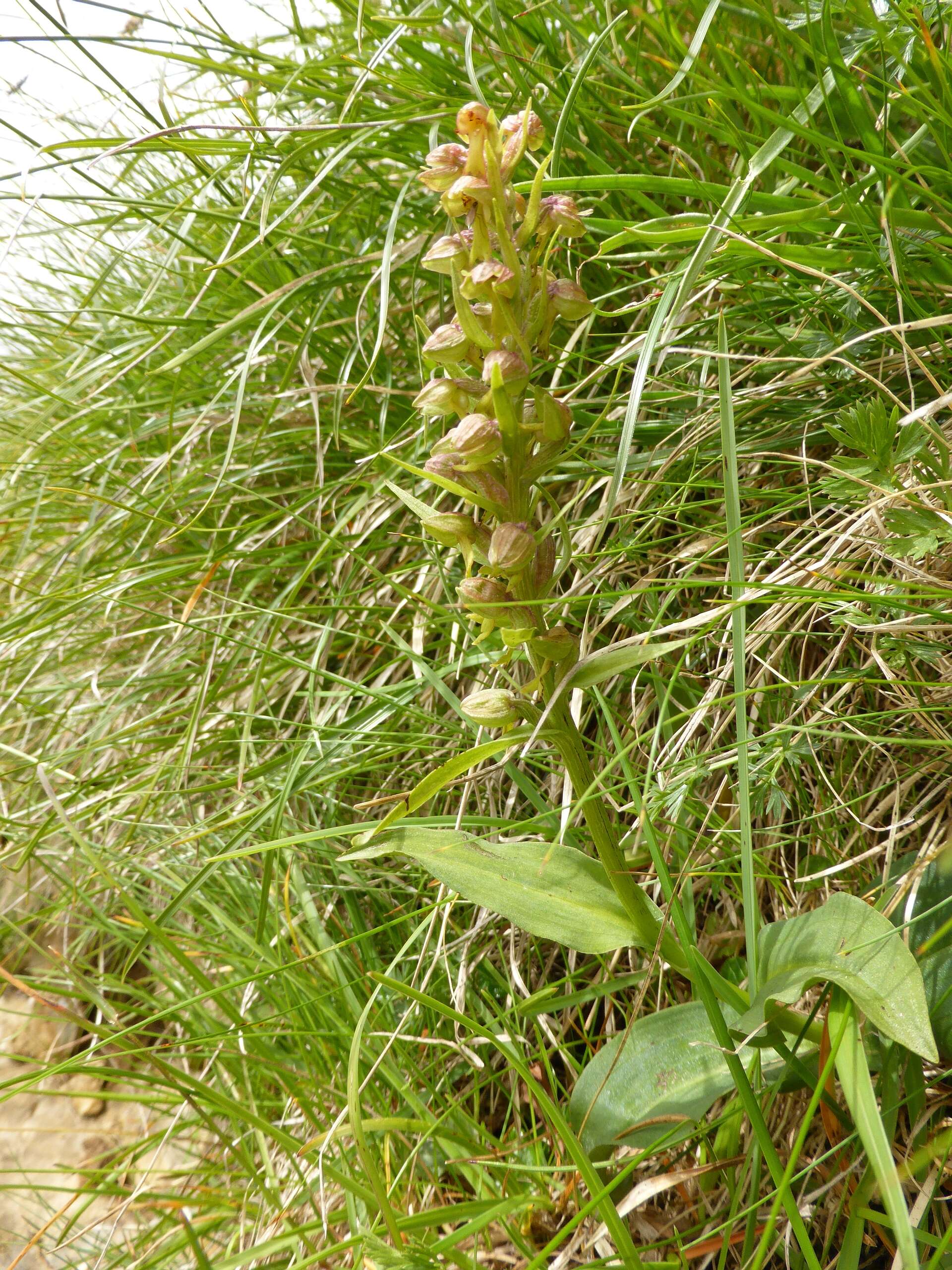 Plancia ëd Dactylorhiza viridis (L.) R. M. Bateman, Pridgeon & M. W. Chase