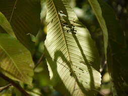 Image de Dillenia pentagyna Roxb.