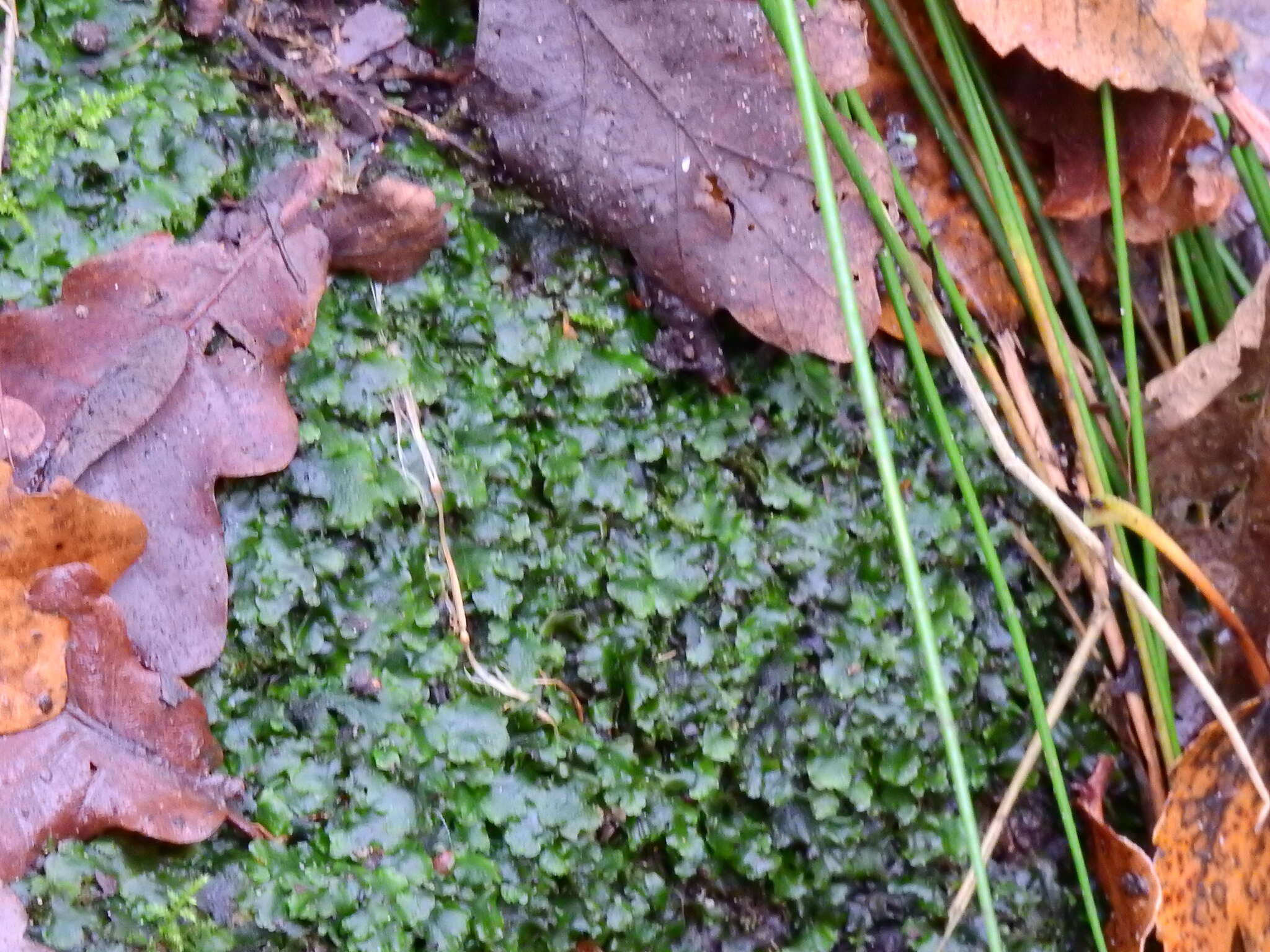 Image of overleaf pellia