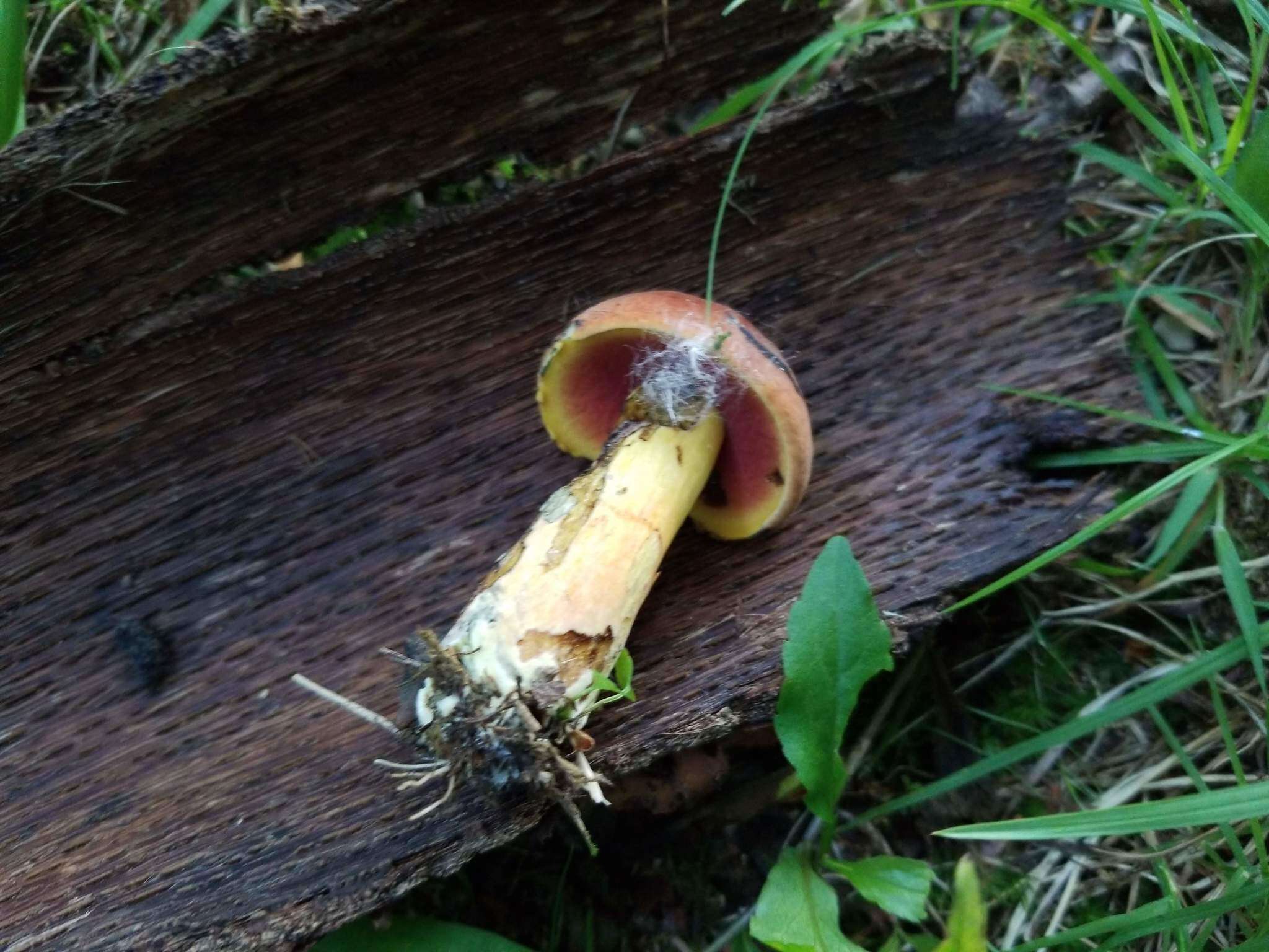 Image of Neoboletus luridiformis (Rostk.) Gelardi, Simonini & Vizzini 2014