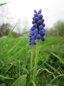 Imagem de Muscari armeniacum H. J. Veitch