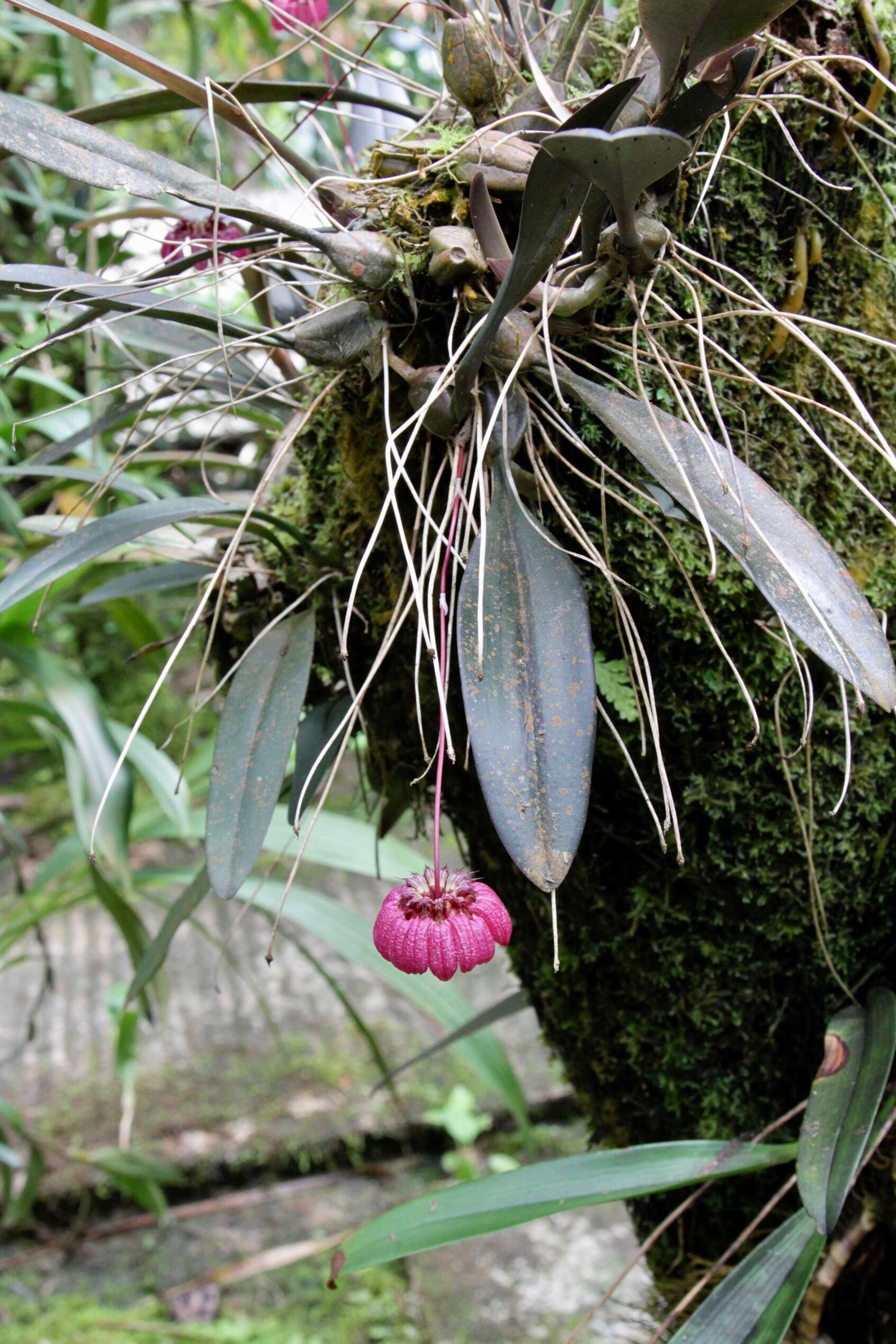 Image of Bulbophyllum corolliferum J. J. Sm.