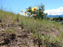 Image of Common perennial gaillardia