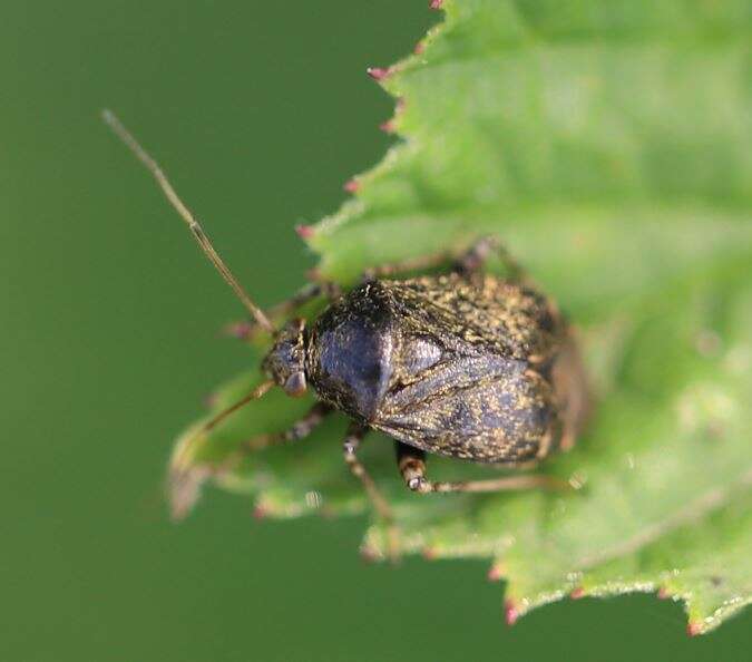 Image of Charagochilus