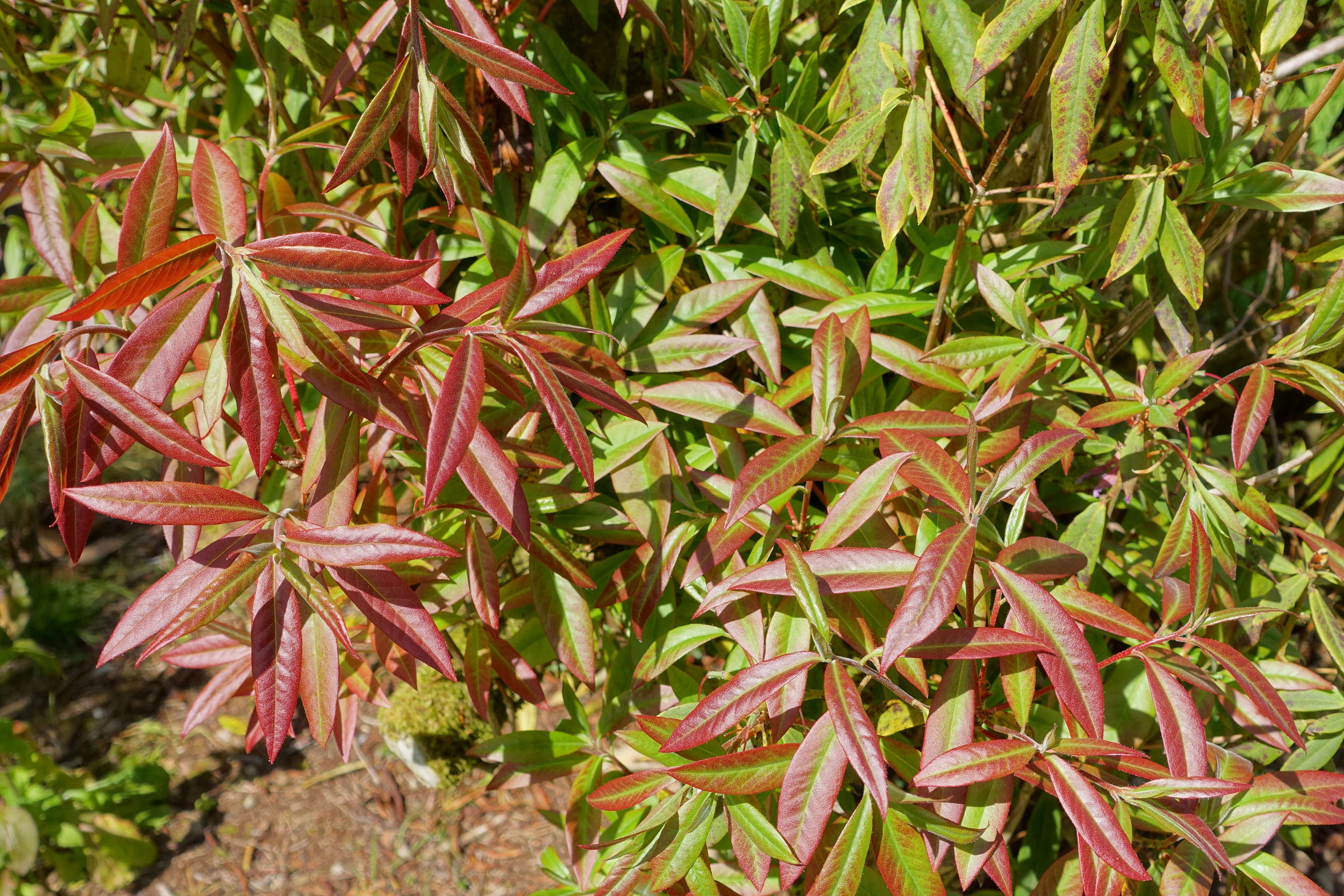 صورة Rhododendron augustinii Hemsl.