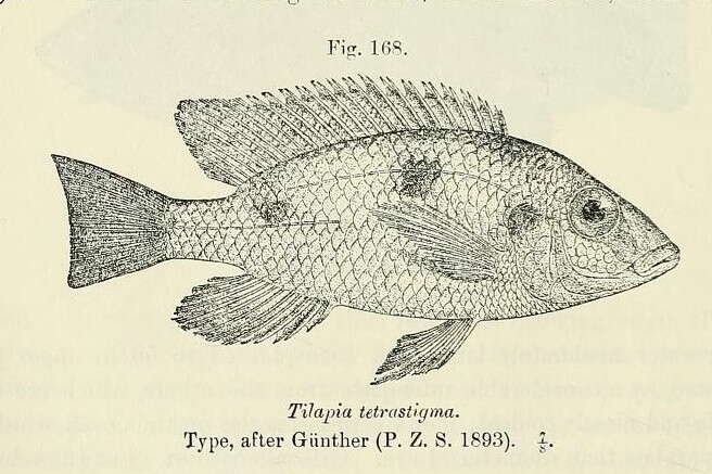 Image of Otopharynx tetrastigma (Günther 1894)