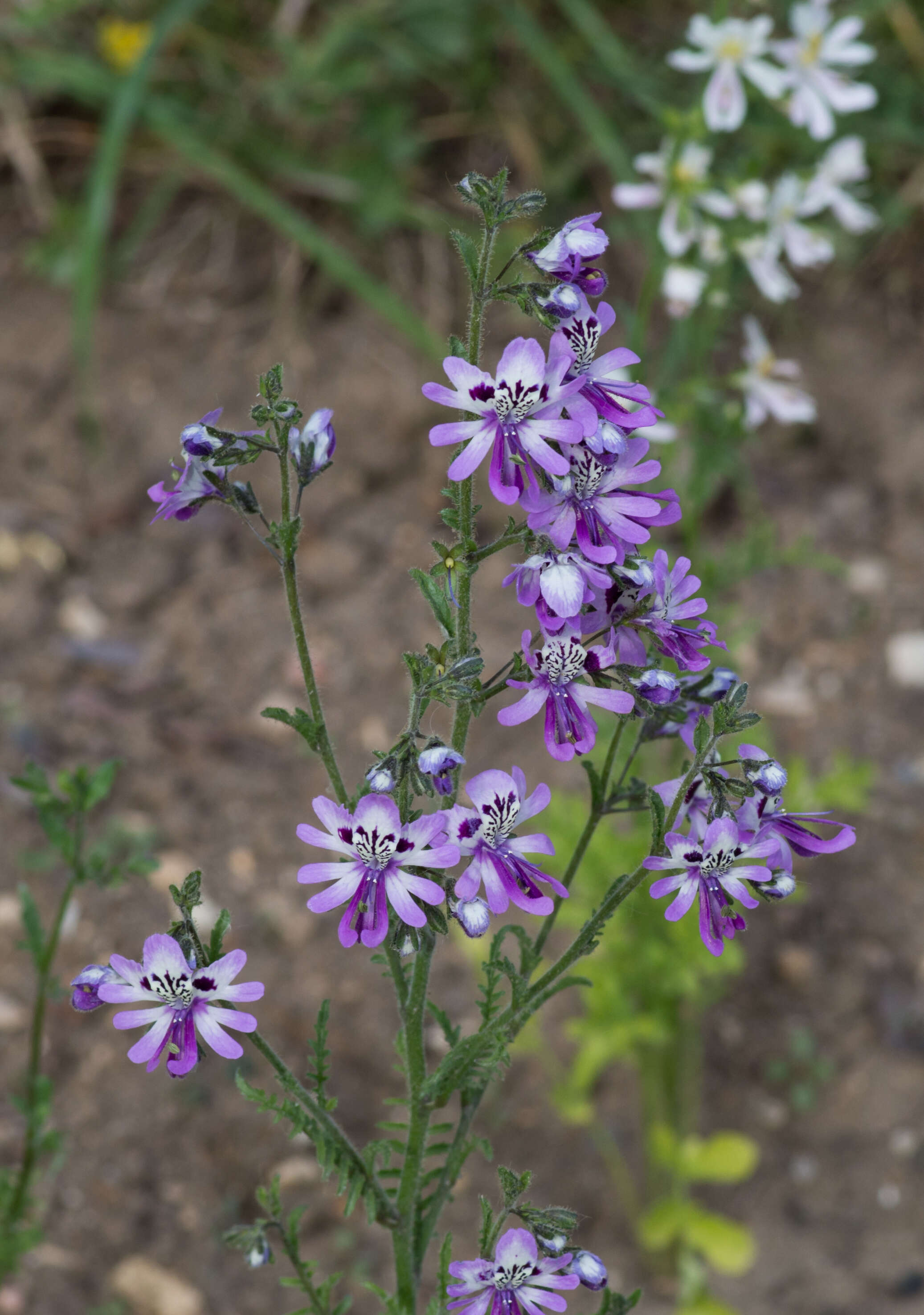 Imagem de Schizanthus pinnatus Ruiz & Pavón