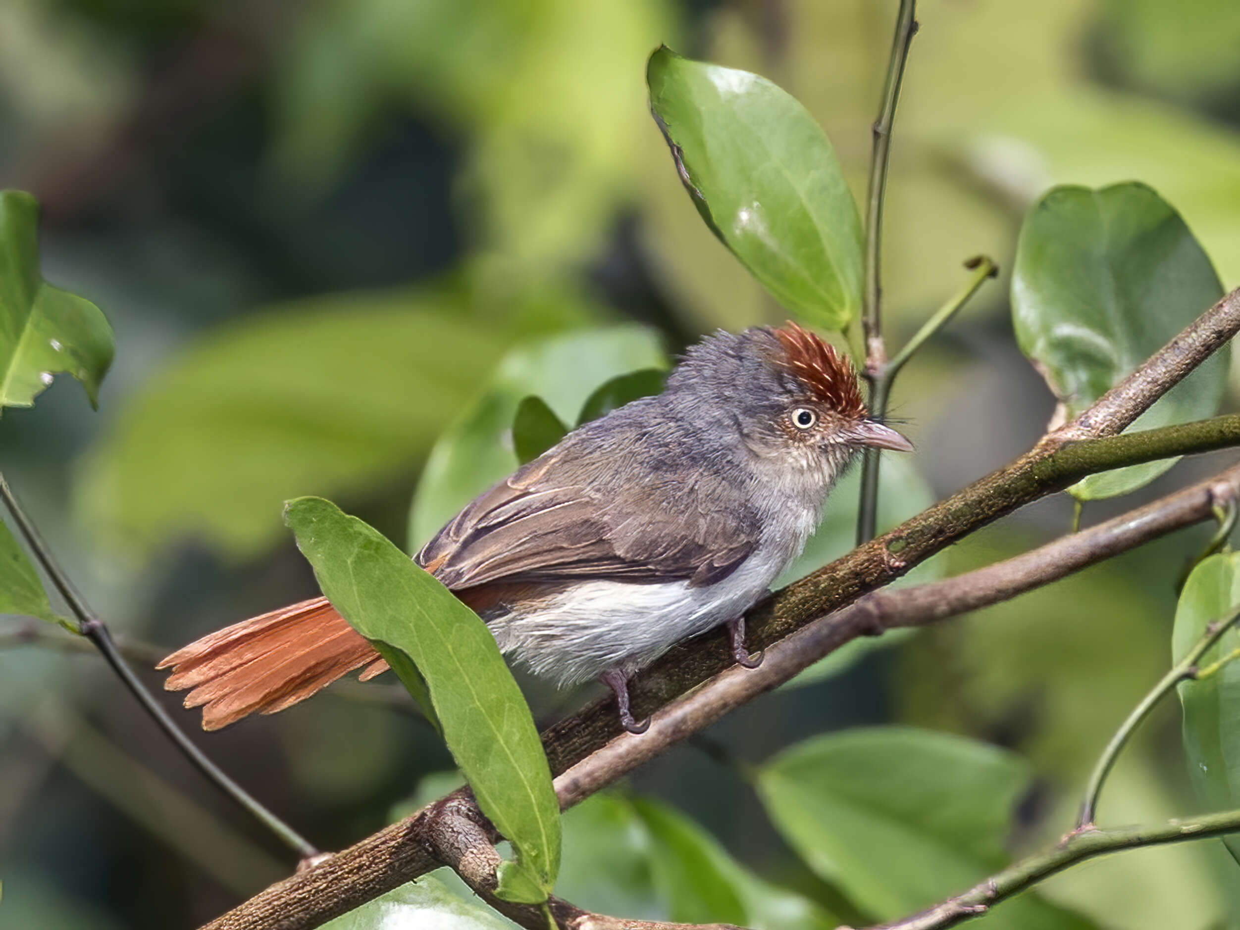 Erythrocercus mccallii (Cassin 1855)的圖片