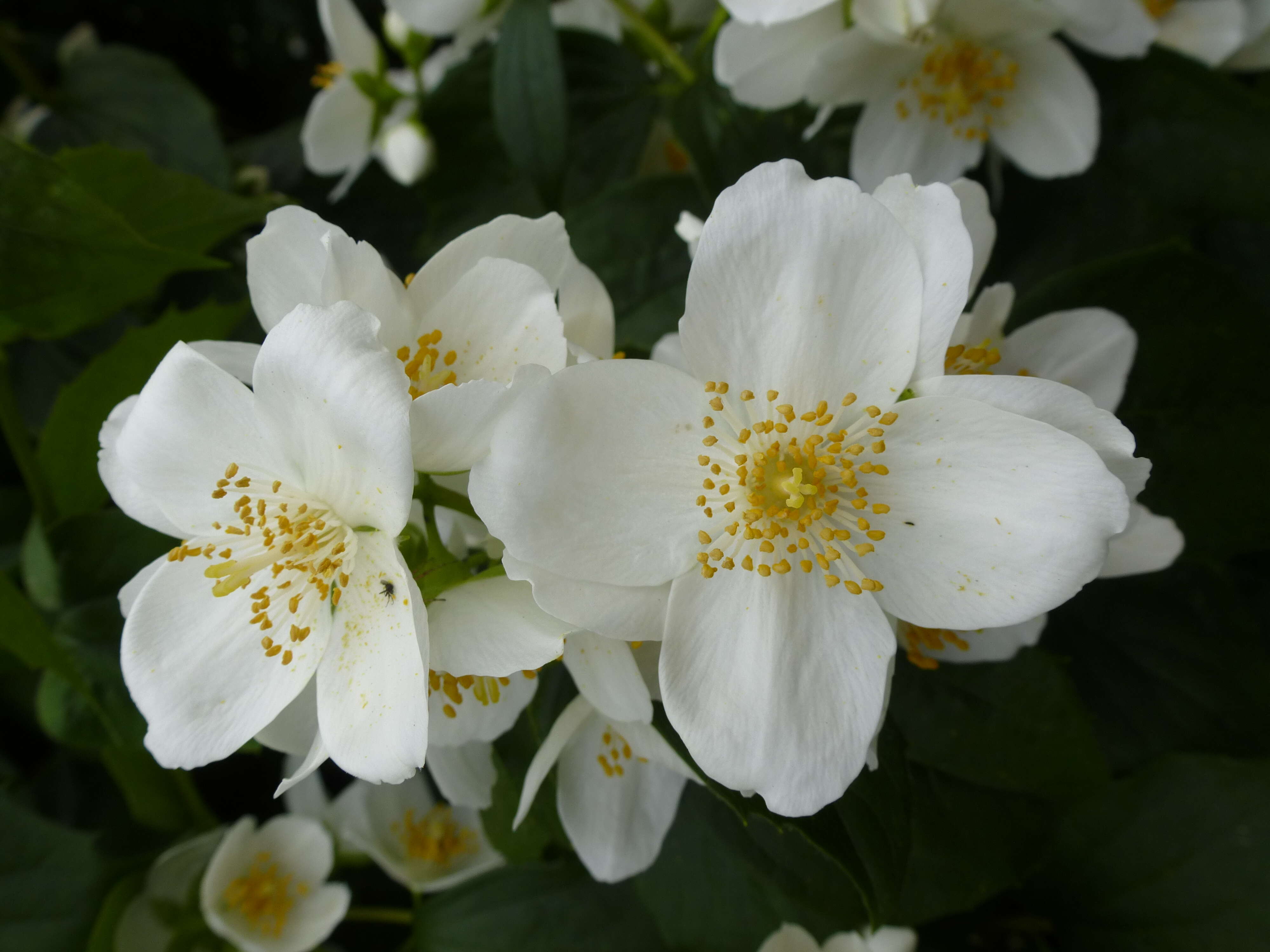 Image of sweet mock orange