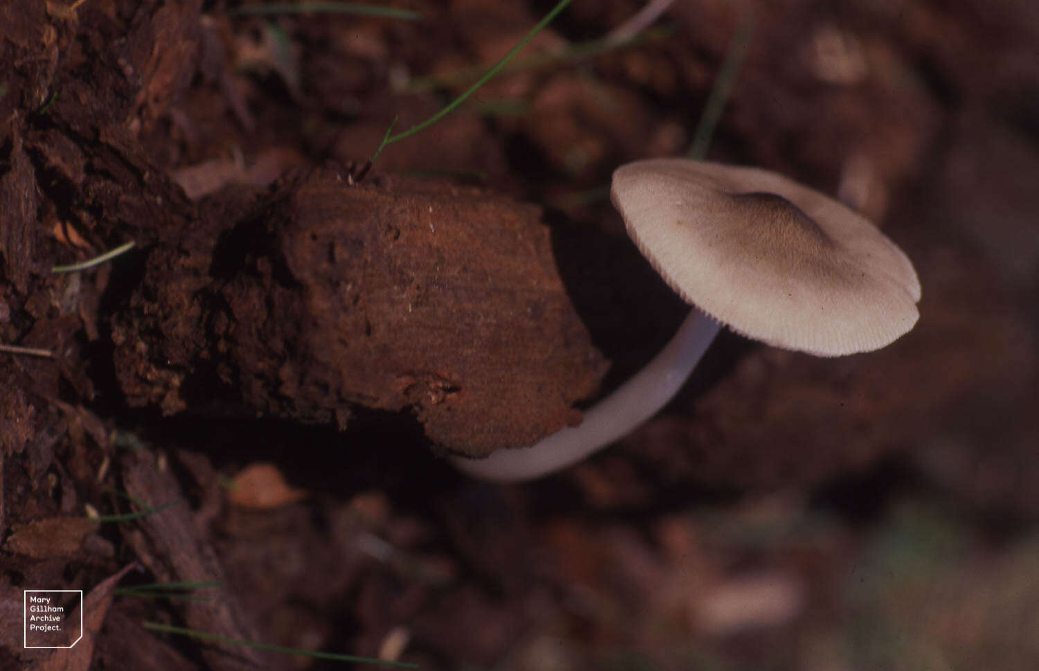 Image of Common Bonnet