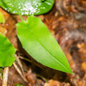 Image of few-leaved hawkweed