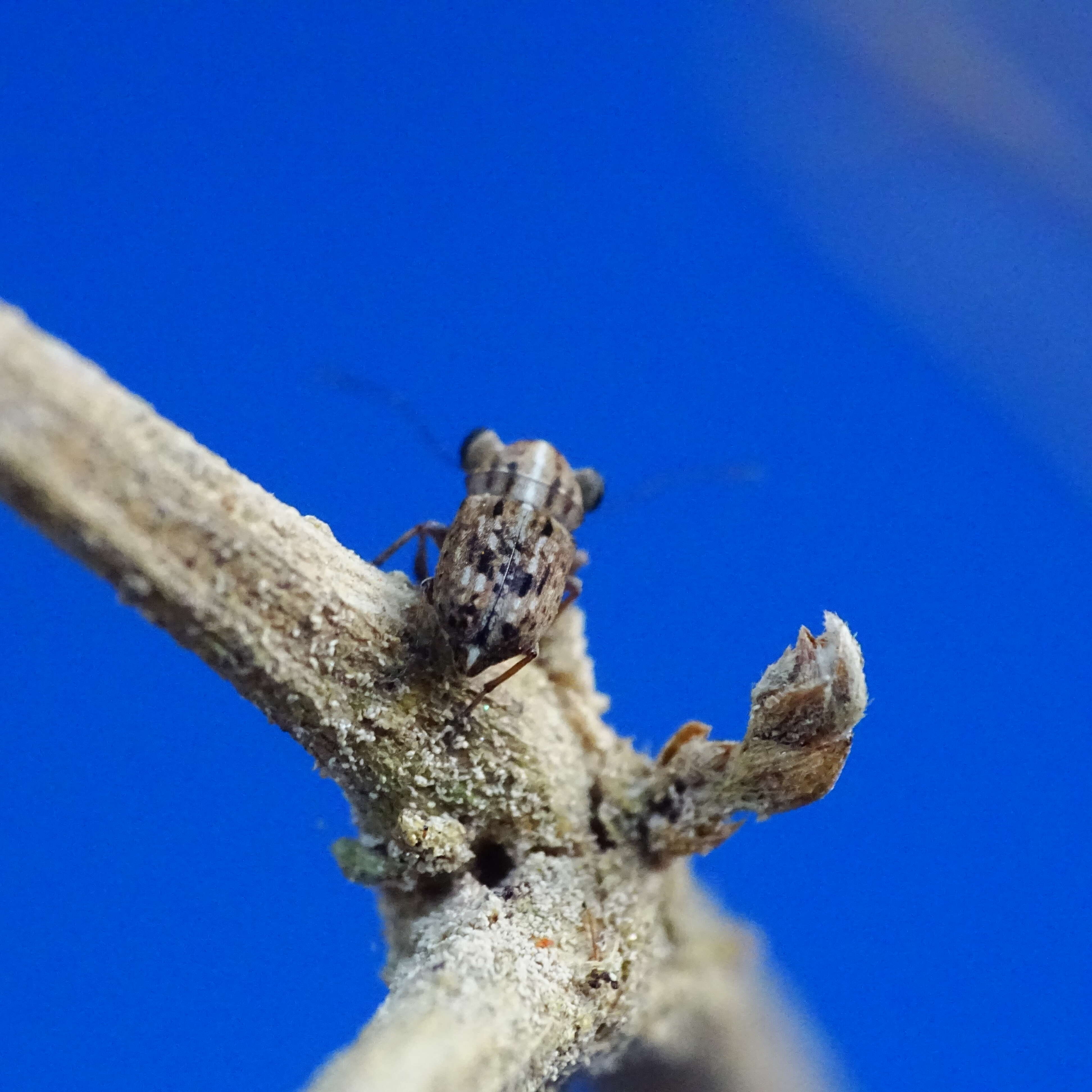 Image of fungus weevils