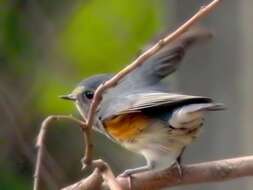 Image of Orange-flanked Bush-Robin