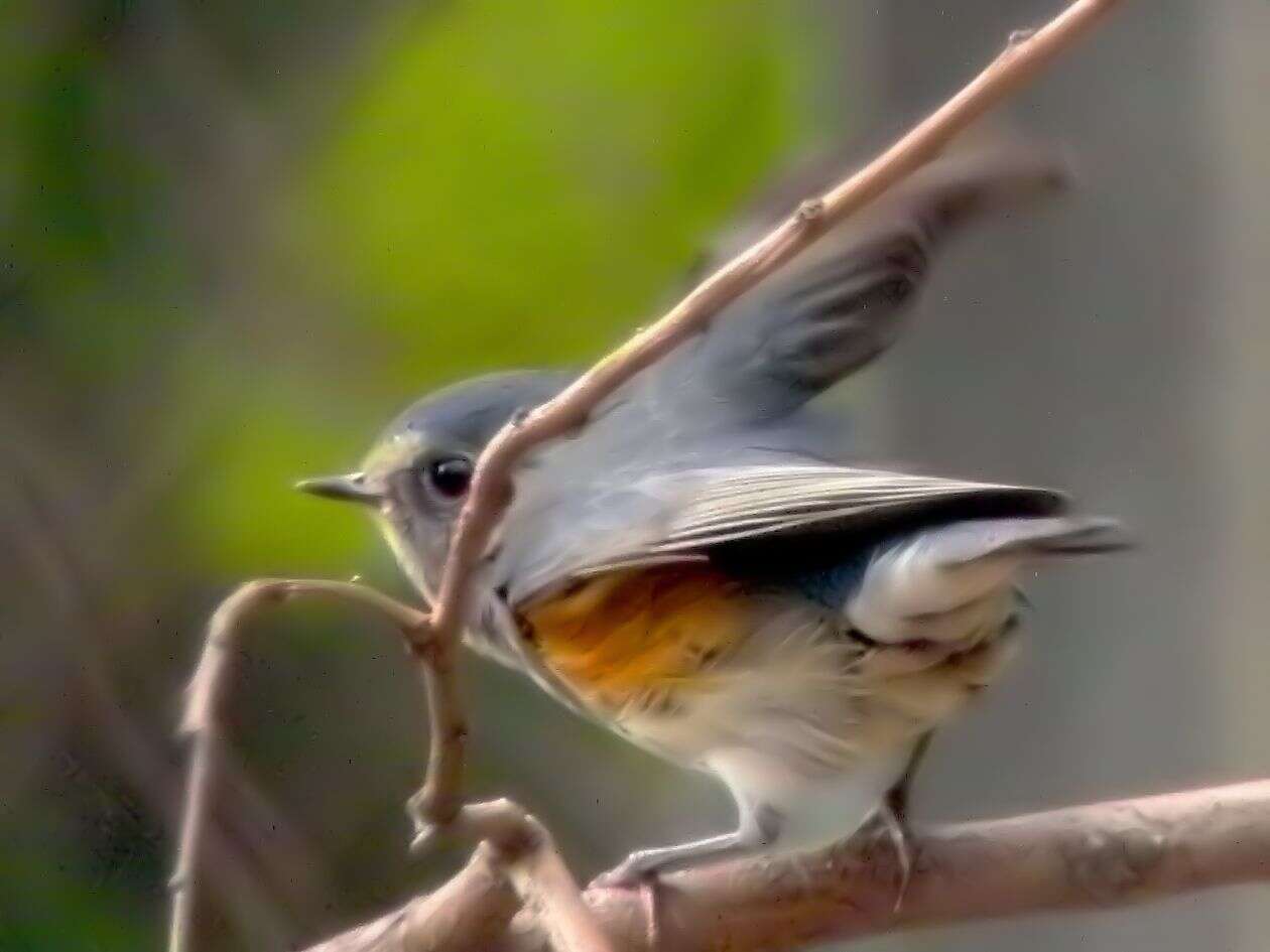 Image of Orange-flanked Bush-Robin