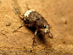 Image of fungus weevils