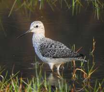 Image of Marsh Sandpiper