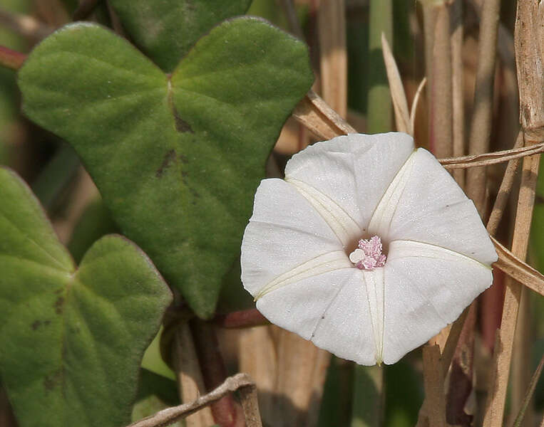 Image of Ipomoea sagittifolia Burm. fil.