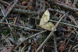 Image of northern spinach