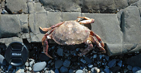 Image of Atlantic Rock Crab