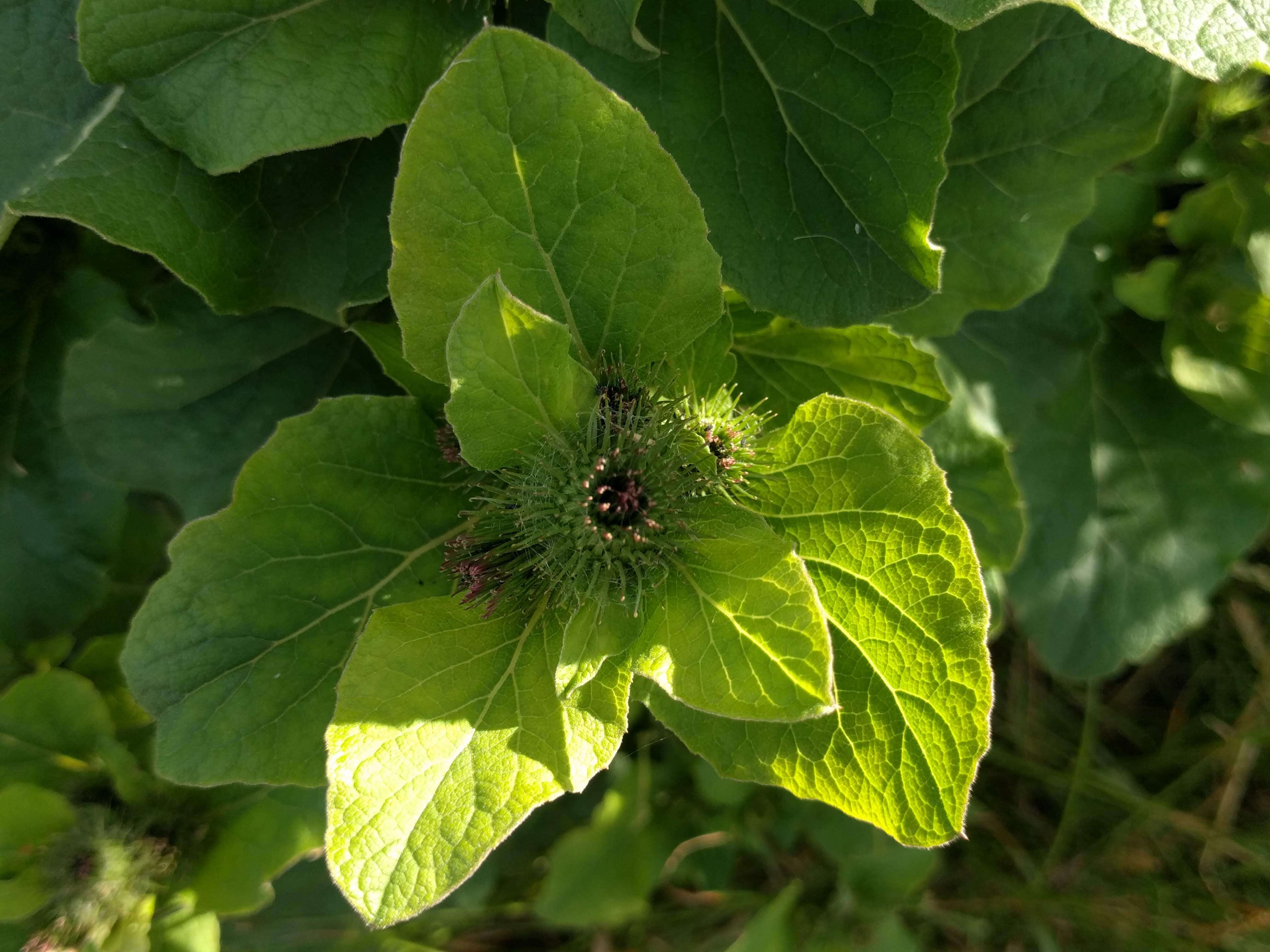 Image of common burdock