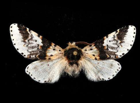 Image of Poplar Kitten