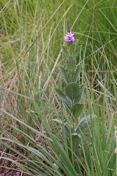 Image of hoary verbena