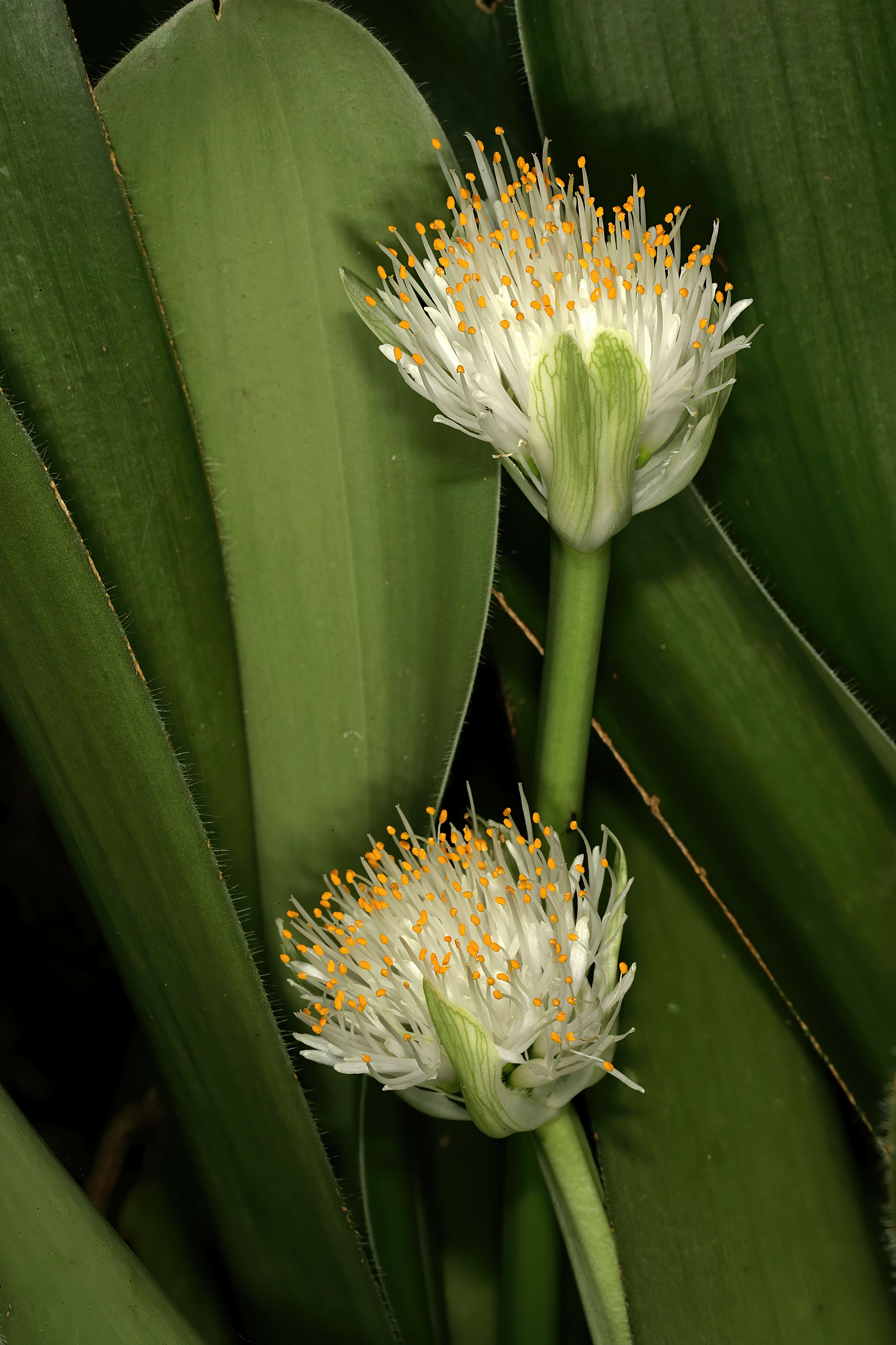 Imagem de Haemanthus albiflos Jacq.