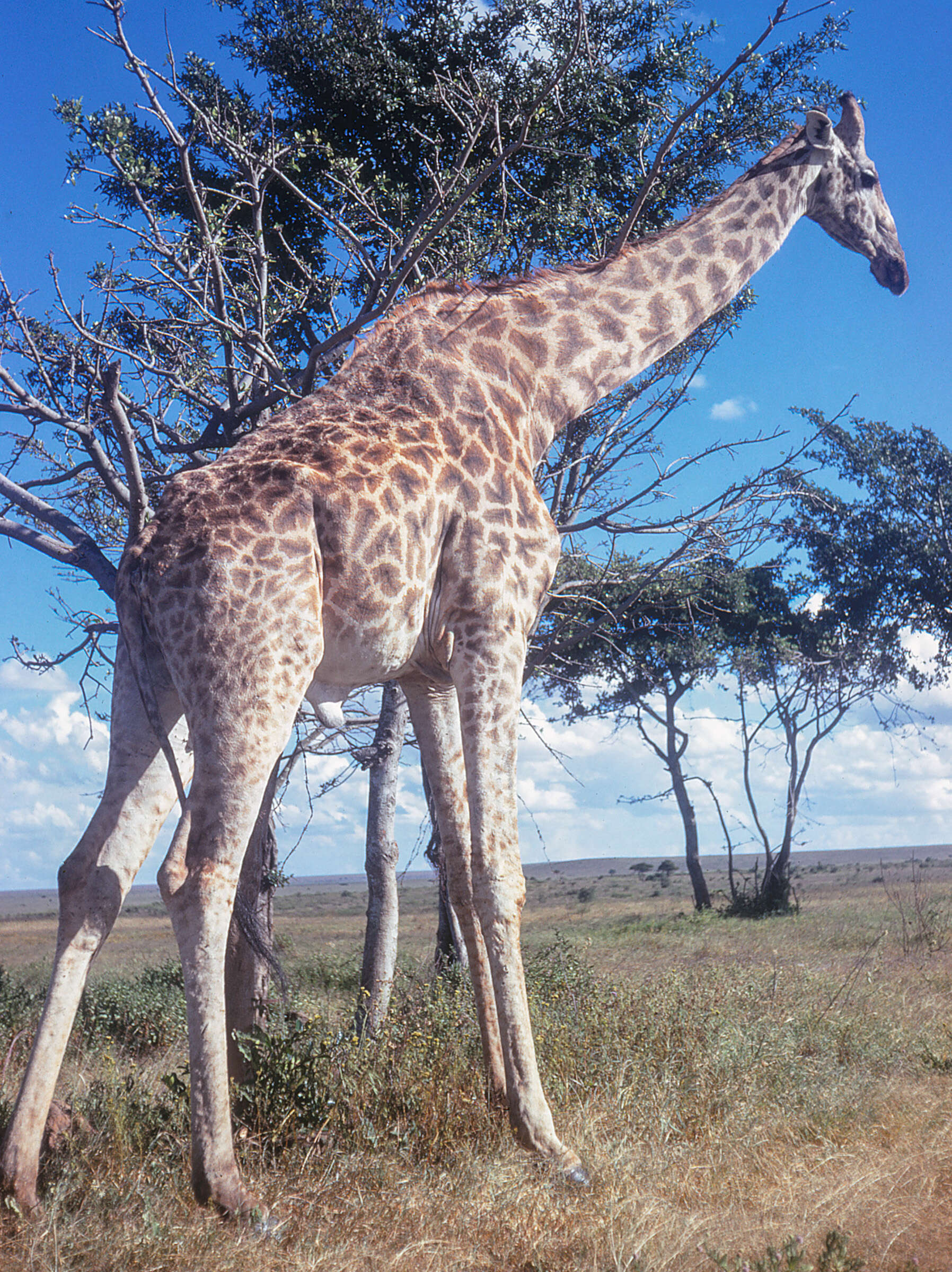 Image of Giraffe