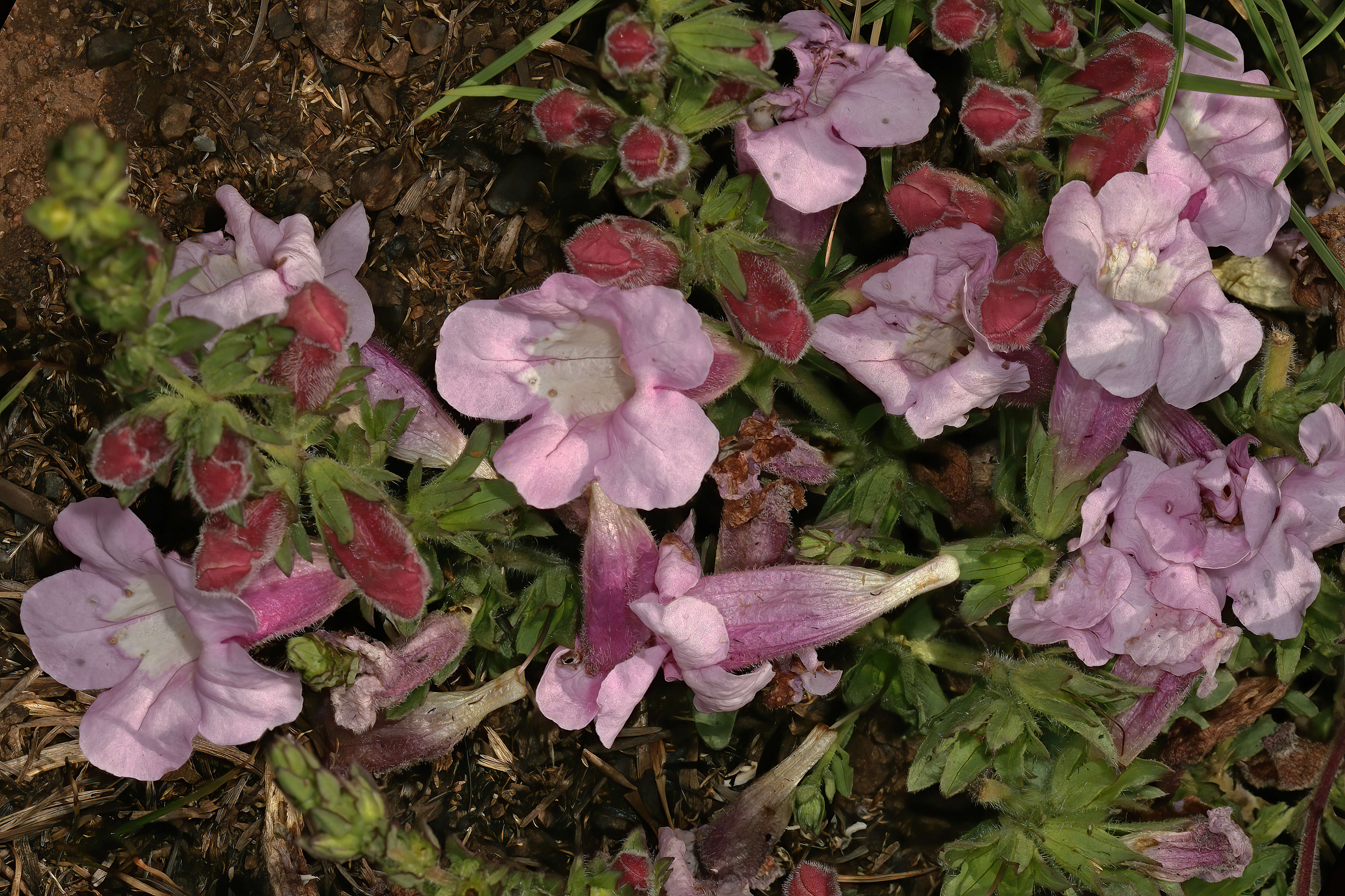 Image of Ground bells