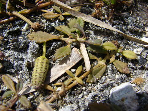 Plancia ëd Phyla nodiflora (L.) Greene