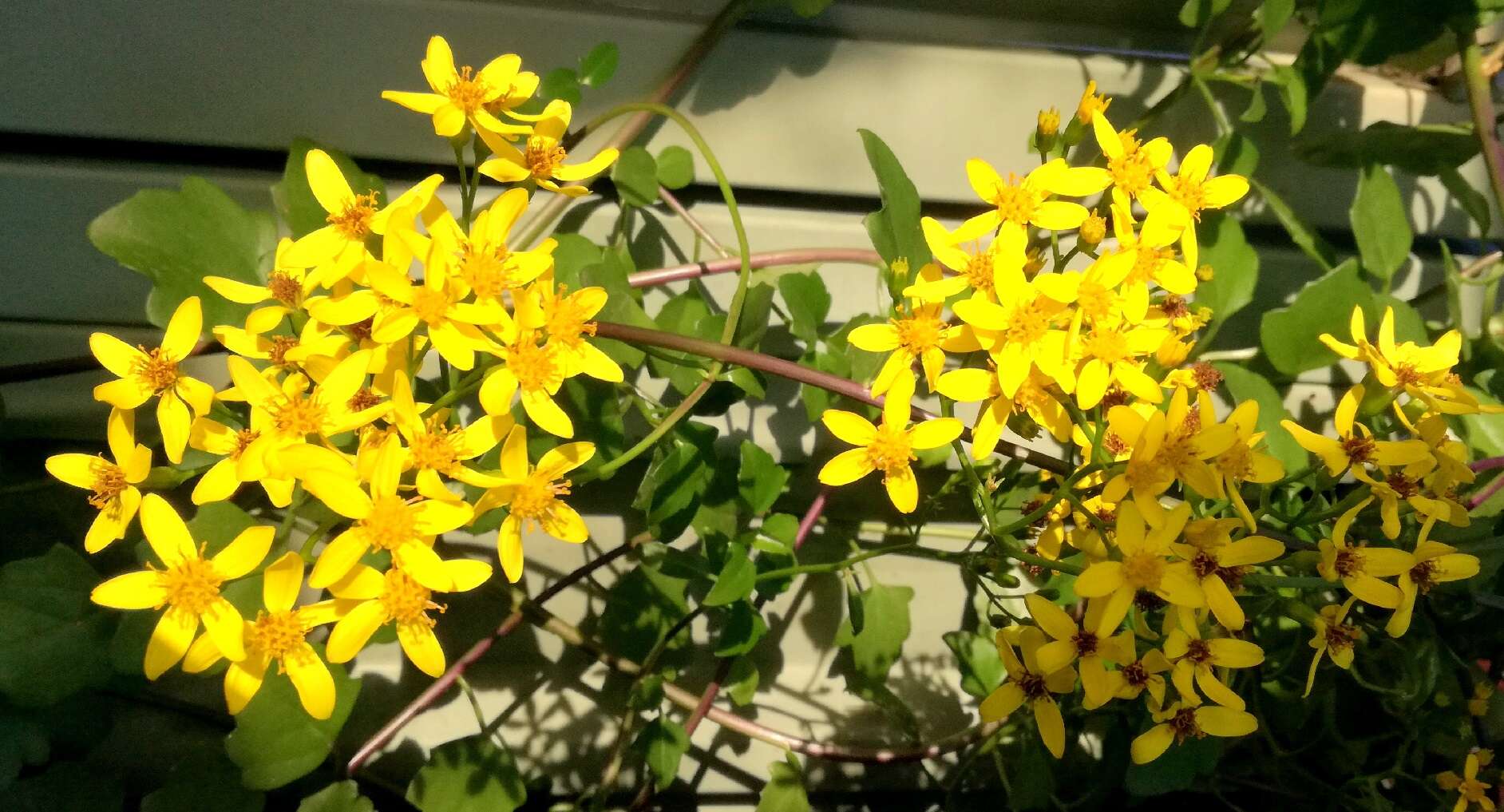 Image of creeping groundsel