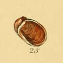 Imagem de Otina ovata (T. Brown 1827)