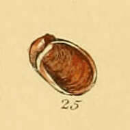 Image of Otina ovata (T. Brown 1827)