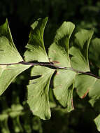 Image of Northern maidenhair fern