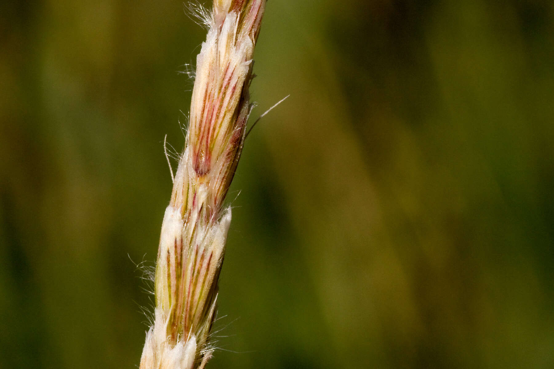 Слика од Hilaria jamesii (Torr.) Benth.