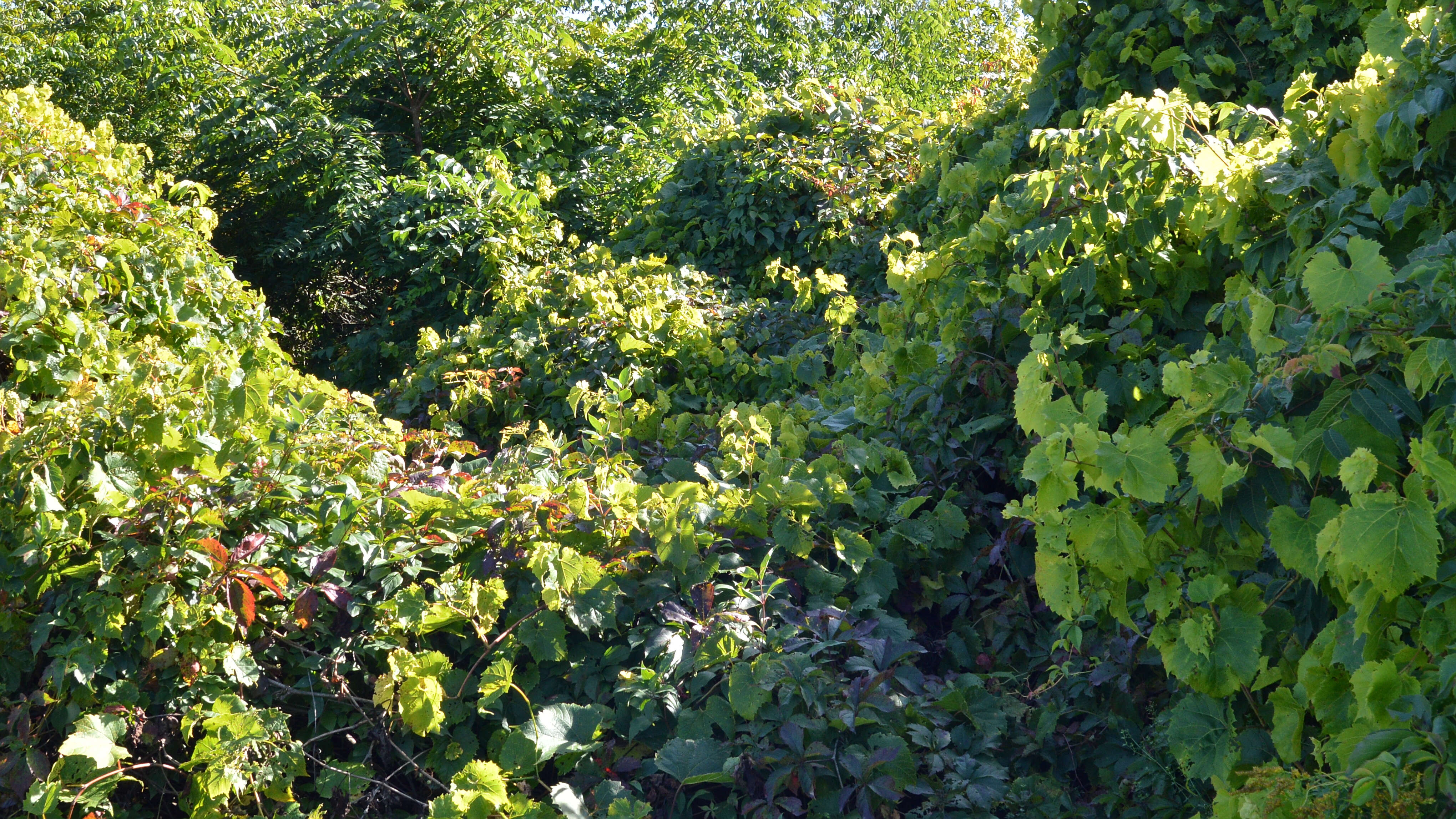 Image of River-Bank Grape